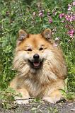 CHIEN FINNOIS DE LAPONIE 185